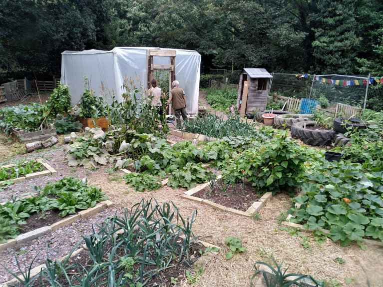 Thorpe St Andrew School Allotment (July 2020)